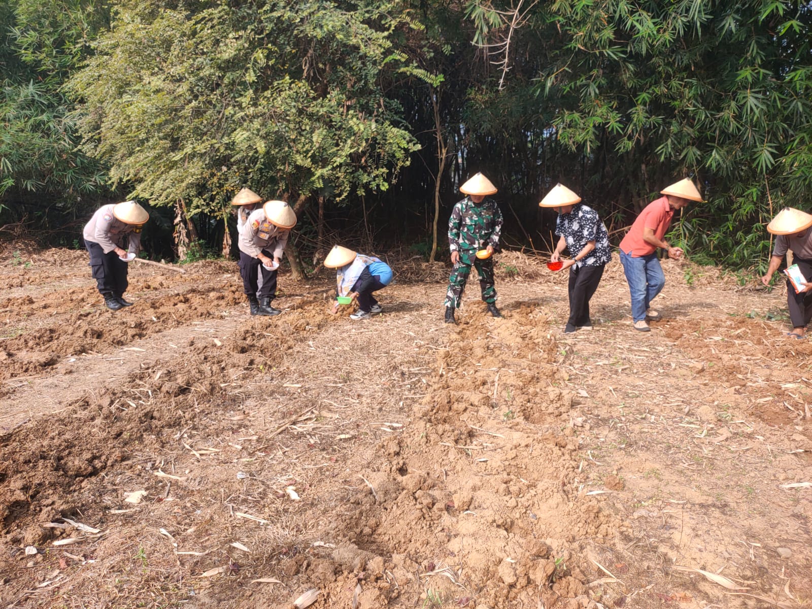 Dukung Ketahanan Pangan, UPTD Pertanian Tanam Jagung Hybrida Bareng Muspika