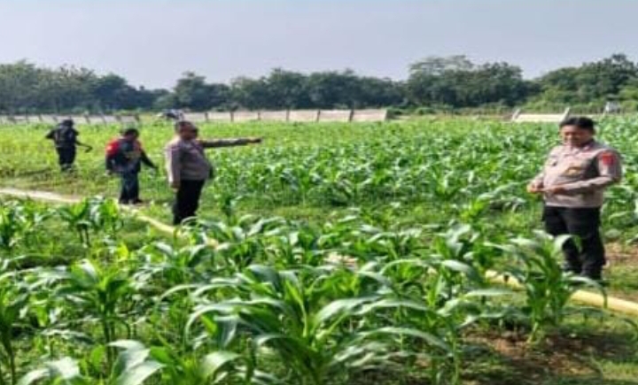 Guna Memastikan Hasil Panen Maksimal Polsek Purwasari Polres Karawang Terus Monitoring Tanaman Jagung