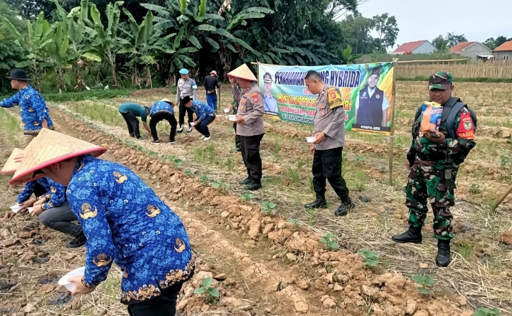 Dukung Ketahanan Pangan, Polsek Klari Bersama Muspika Kembangkan Lahan Jagung Hybrida