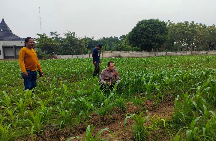 Polsek Purwasari Polres Karawang Monitoring Lahan Jagung Hybrida