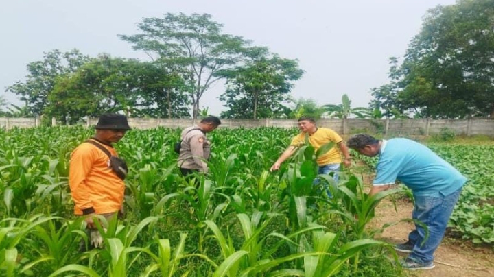 Polsek Purwasari Polres Karawang Melaksanakan Perawatan Lahan Jagung Hybrida Guna Memastikan Tanaman Tumbuh Baik