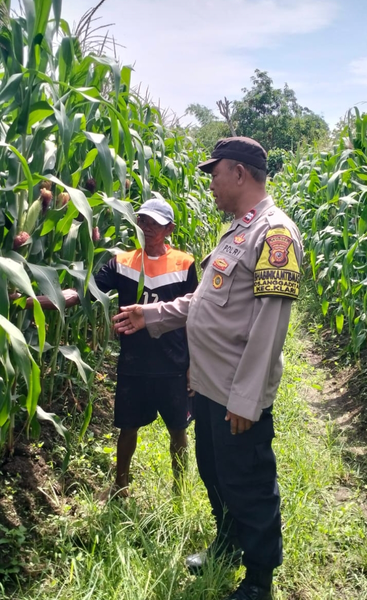 Bhabinkamtibmas Polsek Klari Kontrol Perkembangan Pertumbuhan Tanaman Jagung Hibrida