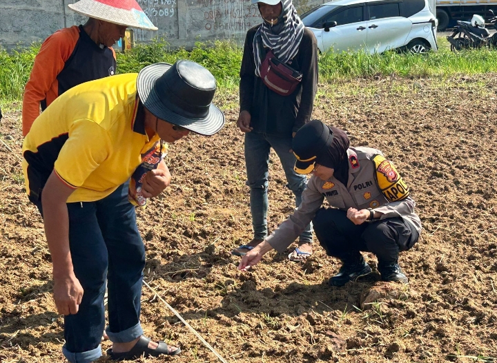 Polres Karawang Tanam Bibit Jagung Hibrida di Lahan Baku Sawah, Dukung Program Ketahanan Pangan Nasional