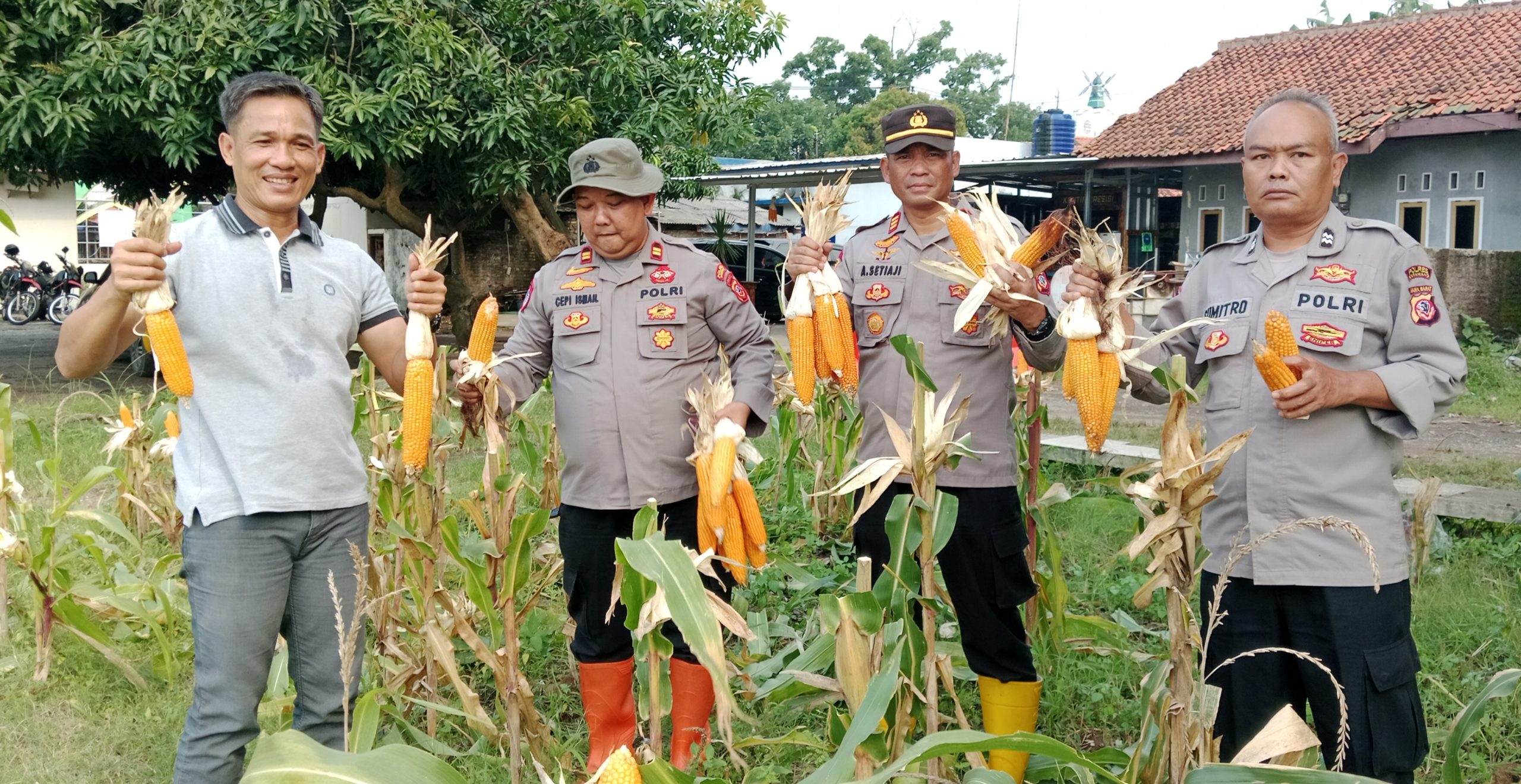 Jelang Akhir 2025, Kapolsek Cikampek AKP Aji Setiaji Bersama Kanit Reskrim dan Kanit Binmas Memanen Jagung