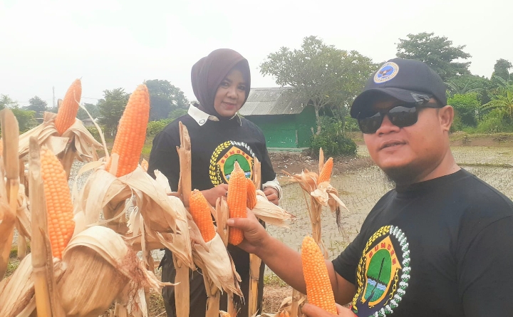 Panen Raya Jagung Hibrida di Anggadita: Sinergi BUMDes-Polri Dukung Ketahanan Pangan Lokal