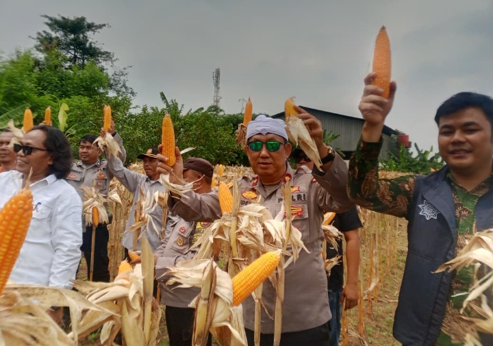 Panen Dua Ton Lebih Jagung Hibrida, Polsek Klari Buktikan Komitmen Swasembada Pangan 2025