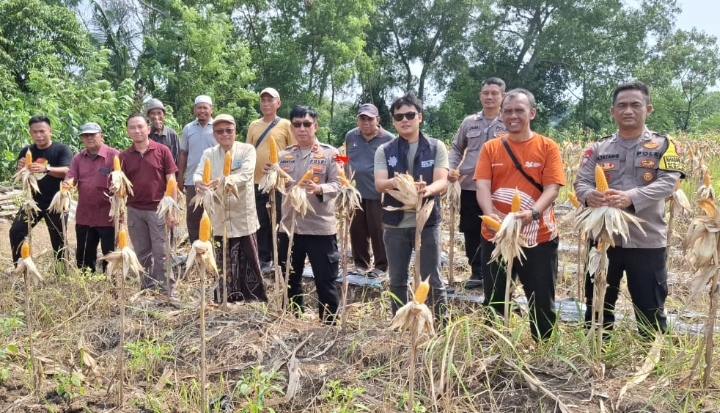 Panen Jagung Hibrida di Desa Cimahi, Polsek Klari Kembali Buktikan Komitmen Swasembada Pangan 2025