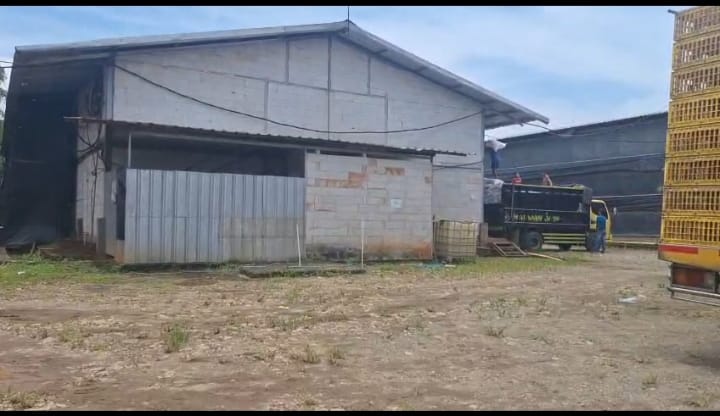 Peternakan Ayam Ilegal di Purwakarta, Disinyalir Pembiaran Beraroma Suap