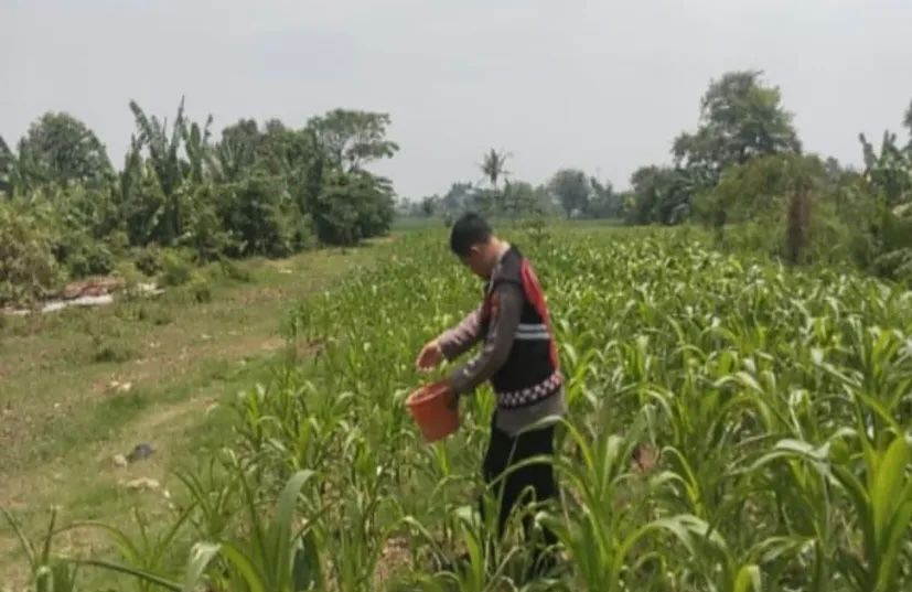 Bhabinkamtibmas Polsek Banyusari Bersama Petani Monitoring Pertumbuhan Tanaman Jagung