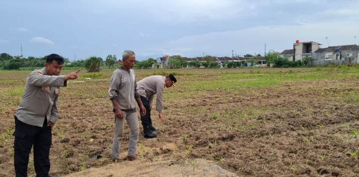 Di Balik Seragam ke Ladang: Kapolsek Klari bersama Anggota Dukung Ketahanan Pangan, Cek Perkembangan Tanaman