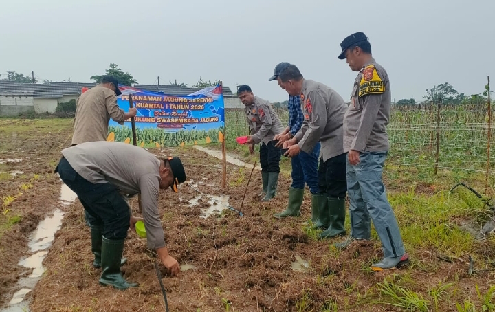 Wujud Nyata Polsek Klari Dukung Swasembada Pangan Lewat Penanaman Jagung Serentak Kuartal 1 Tahun 2026