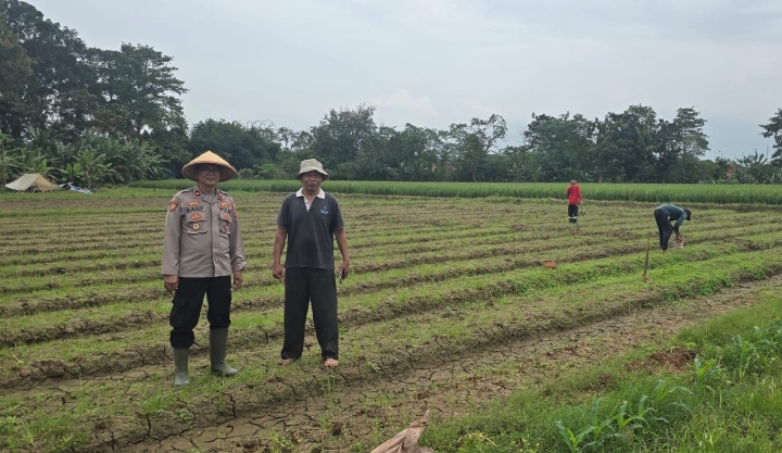 Bentuk Nyata Polsek Jatisari Dukung Swasembada Pangan Lewat Penanaman Jagung Serentak Kuartal 1 Tahun 2026