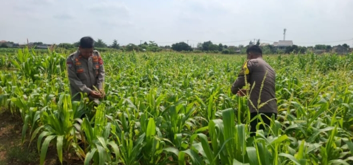 Cek Program Ketahanan Pangan, Polsek Klari Pastikan Tanaman Jagung Hasilnya Bagus