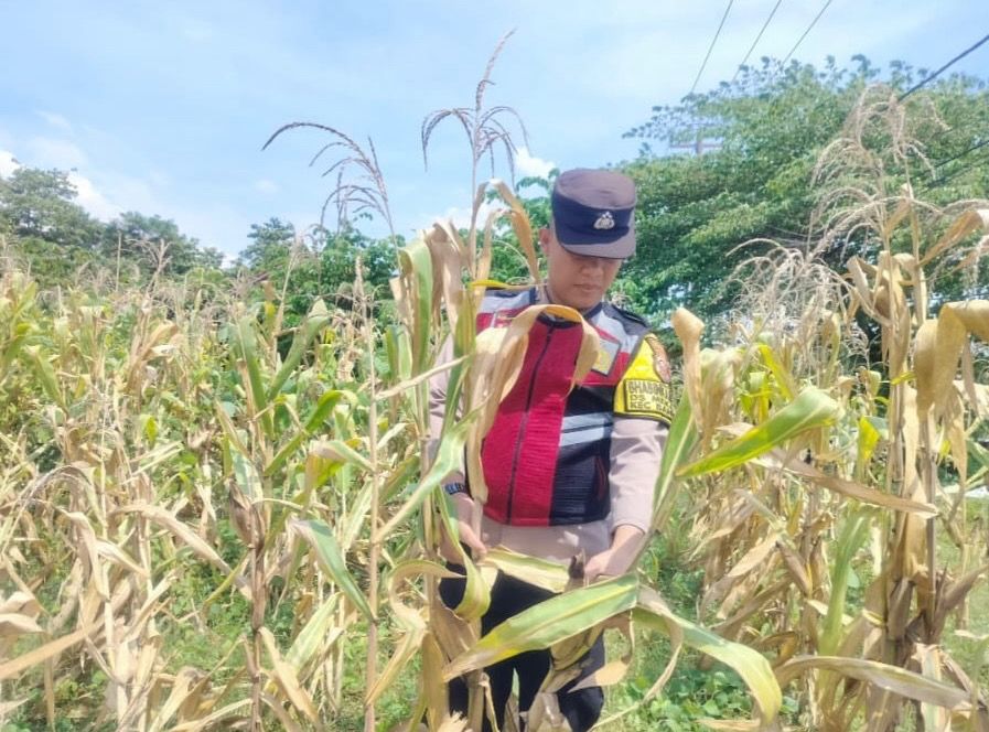 Bhabinkamtibmas Polsek Banyusari Bersama Petani Monitoring Pertumbuhan Tanaman Jagung