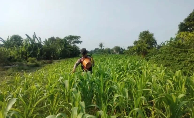 Bhabinkamtibmas Polsek Banyusari Bersama Petani Monitoring Pertumbuhan Tanaman Jagung