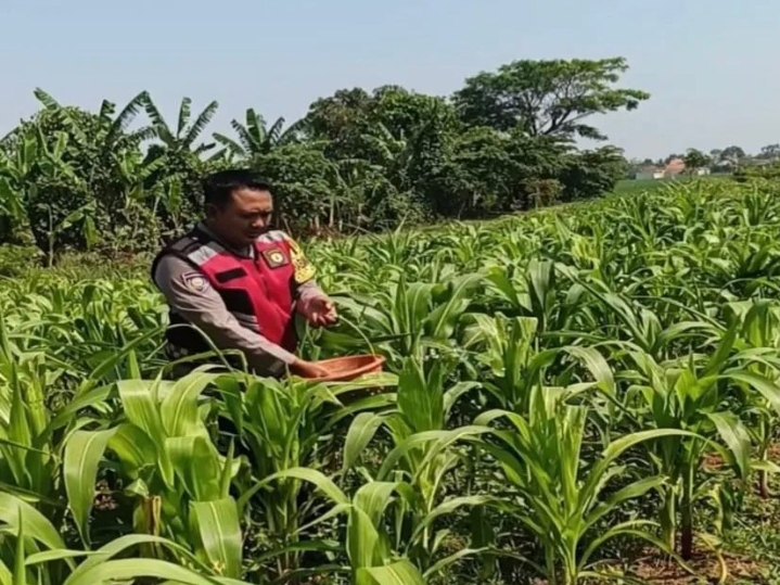Bhabinkamtibmas Polsek Banyusari Bersama Petani Monitoring Pertumbuhan Tanaman Jagung