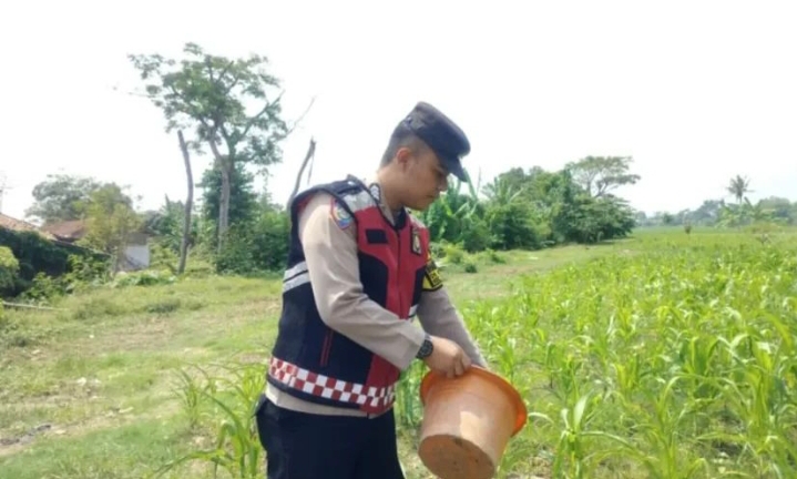 Bhabinkamtibmas Polsek Banyusari Bersama Petani Monitoring Pertumbuhan Tanaman Jagung