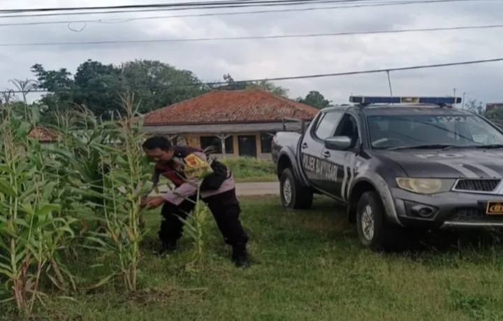 Bhabinkamtibmas Polsek Banyusari Bersama Petani Monitoring Pertumbuhan Tanaman Jagung