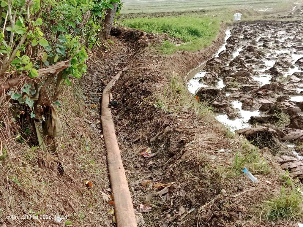 Karawang Lumbung Padi atau Kuburan Nasib Petani, Saat Air Jadi Barang Mewah di Desa Karangsinom