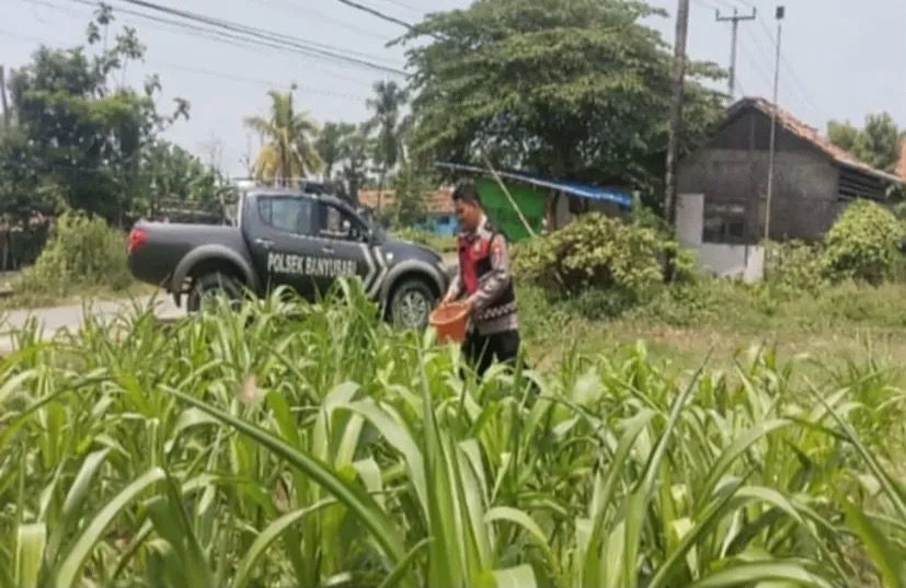 Bhabinkamtibmas Polsek Banyusari Bersama Petani Monitoring Pertumbuhan Tanaman Jagung