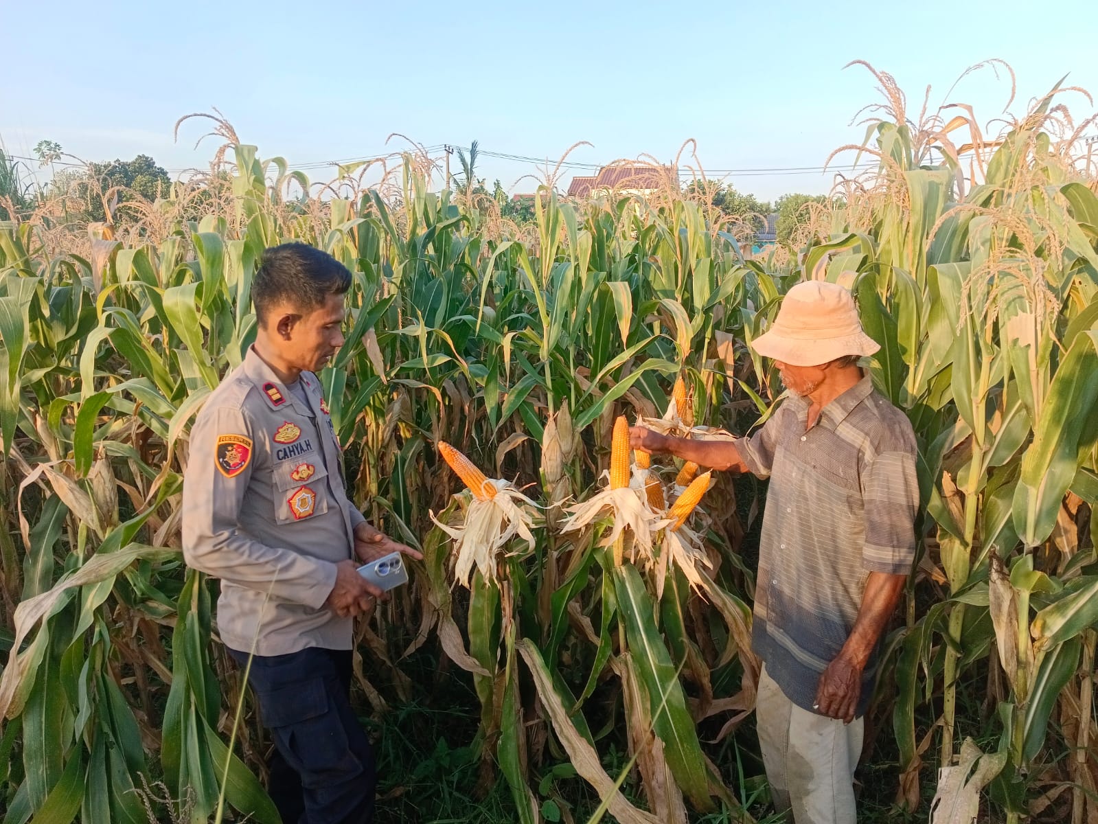 Dalam Rangka Mendukung Swasembada Pangan Personil Polsek Purwasari Polres Karawang Monitoring Perkembangan Tanaman Jagung