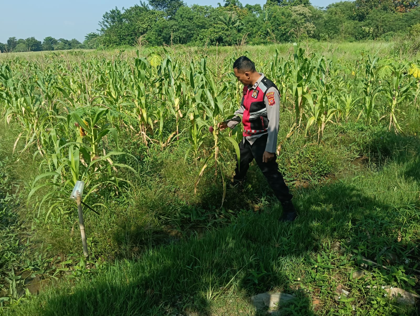 Dukung Ketahanan Pangan Nasional, Bhabinkamtibmas Polsek Telagasari Lakukan Perawatan Tanaman Jagung