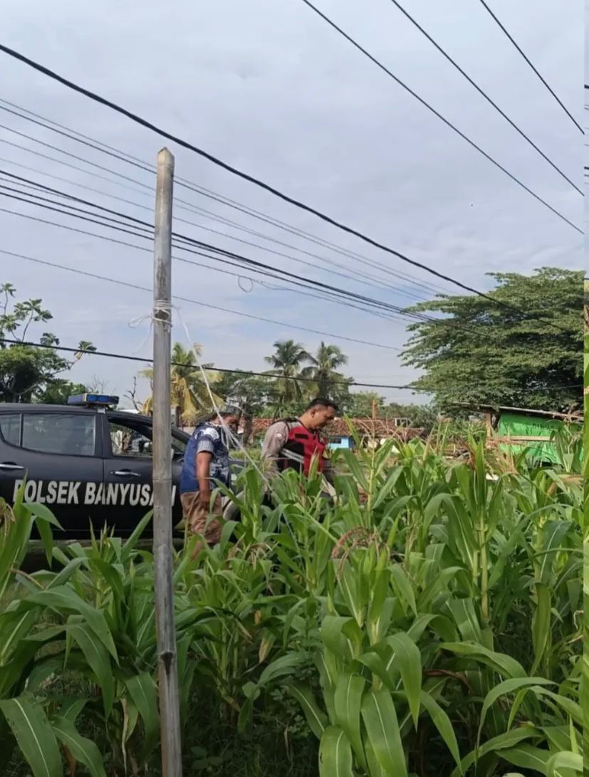 Bhabinkamtibmas Polsek Banyusari Bersama Petani Monitoring Pertumbuhan Tanaman Jagung