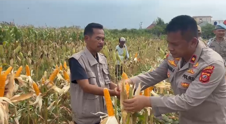 Wujudkan Kemandirian Pangan, Polsek Klari Bersama Muspika Sukses Gelar Panen Raya Jagung Serentak Kuatar II  di Lahan Perum Bumi Kosambi