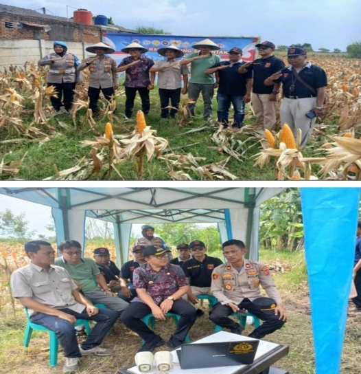 Dalam Rangka Mendukung Swasembada Pangan Personil Polsek Purwasari Polres Karawang Monitoring Perkembangan Tanaman Jagung