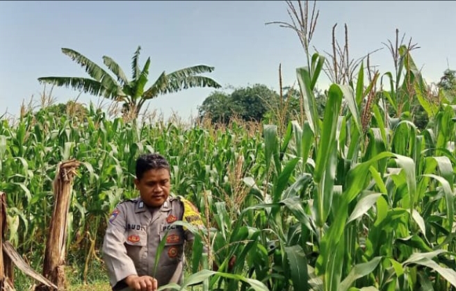 Jajaran Anggota Polsek Telukjambe Barat Pantau Perkembangan Tanaman Jagung
