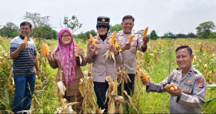 Polsek Telukjambe Barat Panen Raya Jagung Serentak, Perkuat Dukungan Swasembada Pangan Nasional
