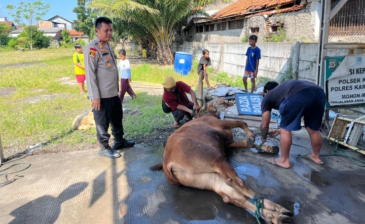 Kapolsek Klari Pimpin Kegiatan Penyembelihan Hewan Qurban di Hari Kedua Idul Adha