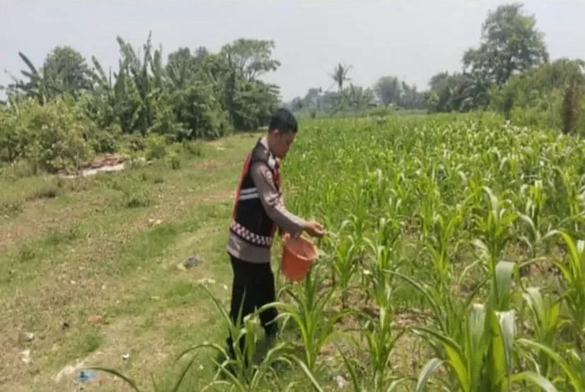 Bhabinkamtibmas Polsek Banyusari Bersama Petani Monitoring Pertumbuhan Tanaman Jagung