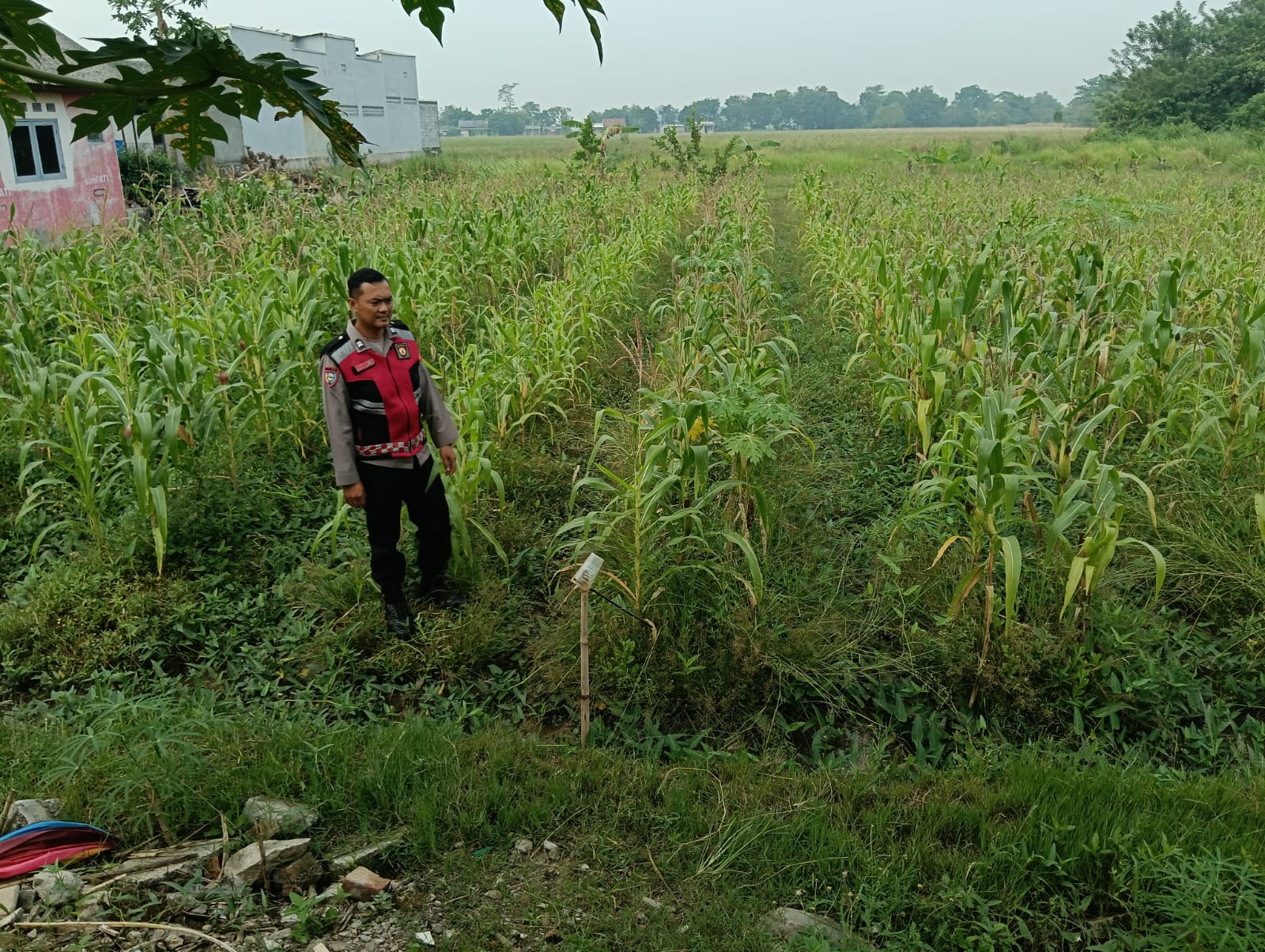 Bhabinkamtibmas Polsek Telagasari Lakukan Perawatan Tanaman Jagung, Wujudkan Ketahanan Pangan Nasional
