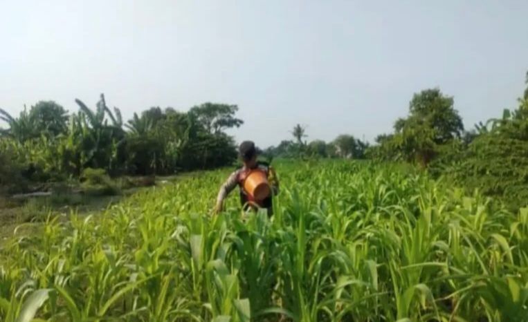 Bhabinkamtibmas Polsek Banyusari Bersama Petani Monitoring Pertumbuhan Tanaman Jagung