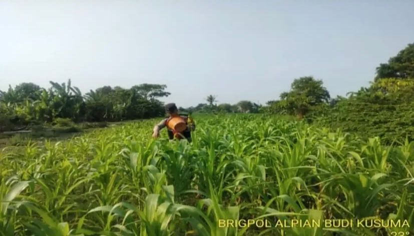 Bhabinkamtibmas Polsek Banyusari Bersama Petani Monitoring Pertumbuhan Tanaman Jagung