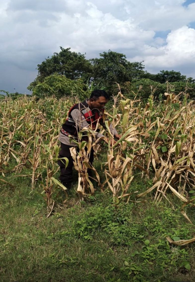 Bhabinkamtibmas Polsek Banyusari Bersama Petani Monitoring Pertumbuhan Tanaman Jagung