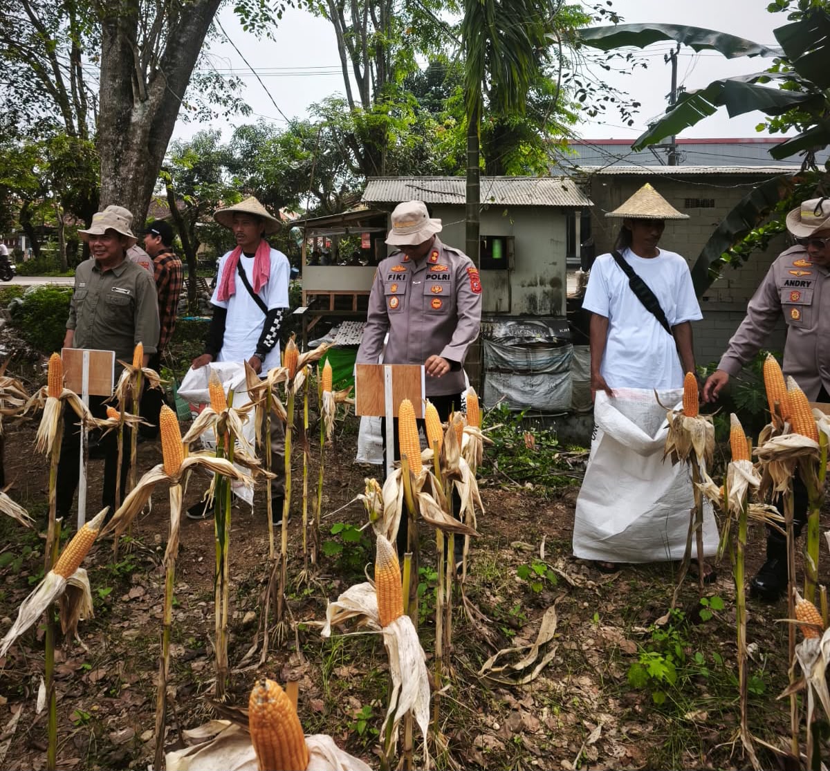Polsek Klari Polres Karawang Pantau Pertumbuhan Jagung di Desa Pancawati