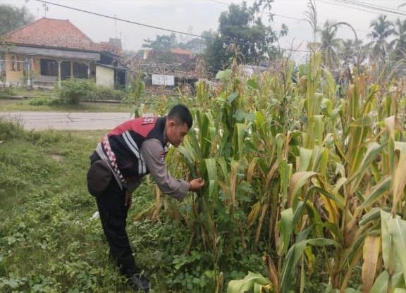 Bhabinkamtibmas Polsek Banyusari Bersama Petani Monitoring Pertumbuhan Tanaman Jagung