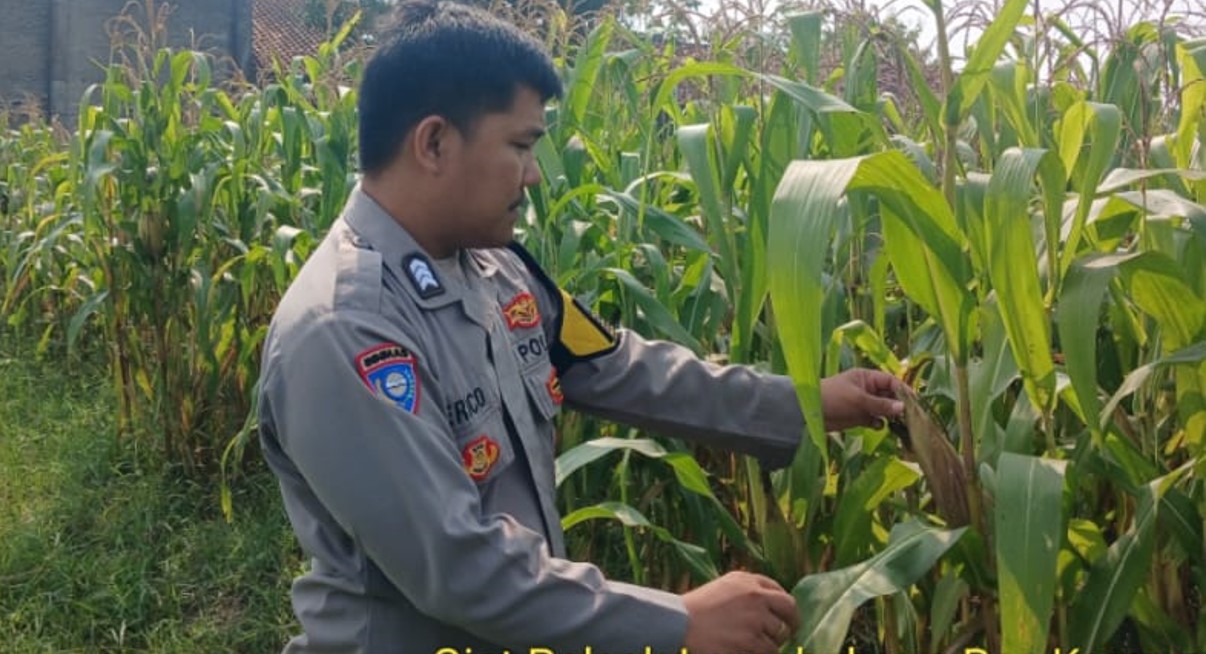 Sukseskan Program Ketahanan Pangan Nasional, Personel Polsek Lemahabang Tinjau Tanaman Jagung