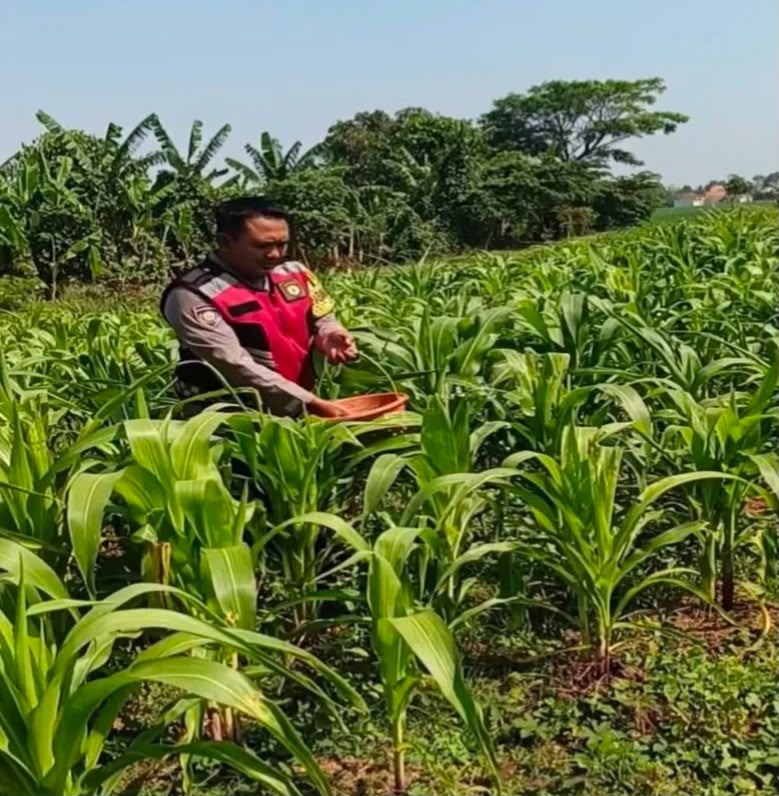 Bhabinkamtibmas Polsek Banyusari Bersama Petani Monitoring Pertumbuhan Tanaman Jagung