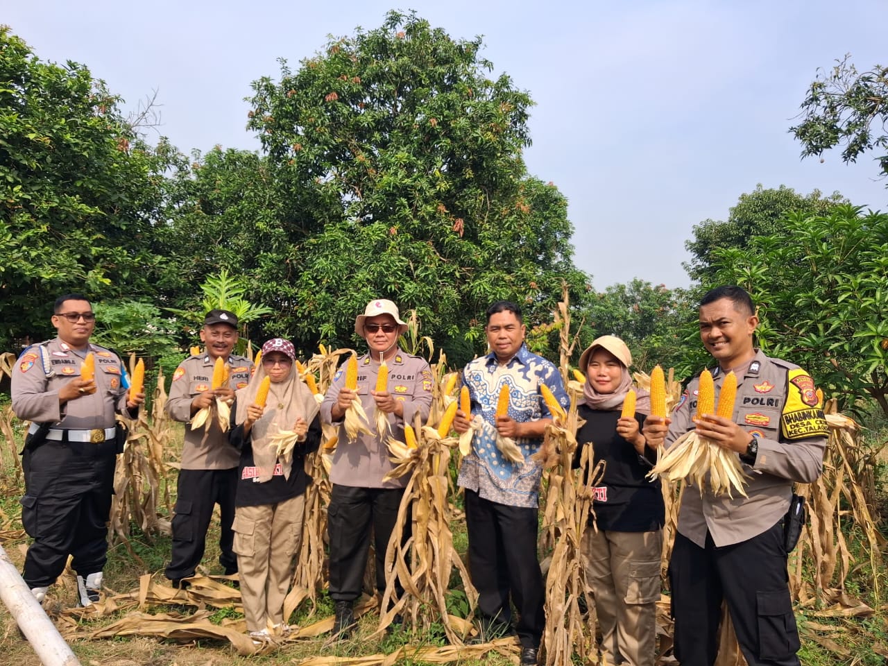 Personil Polsek Telagasari Laksanakan Panen Jagung Serentak di Lahan Ketahanan Pangan Polsek Telagasari
