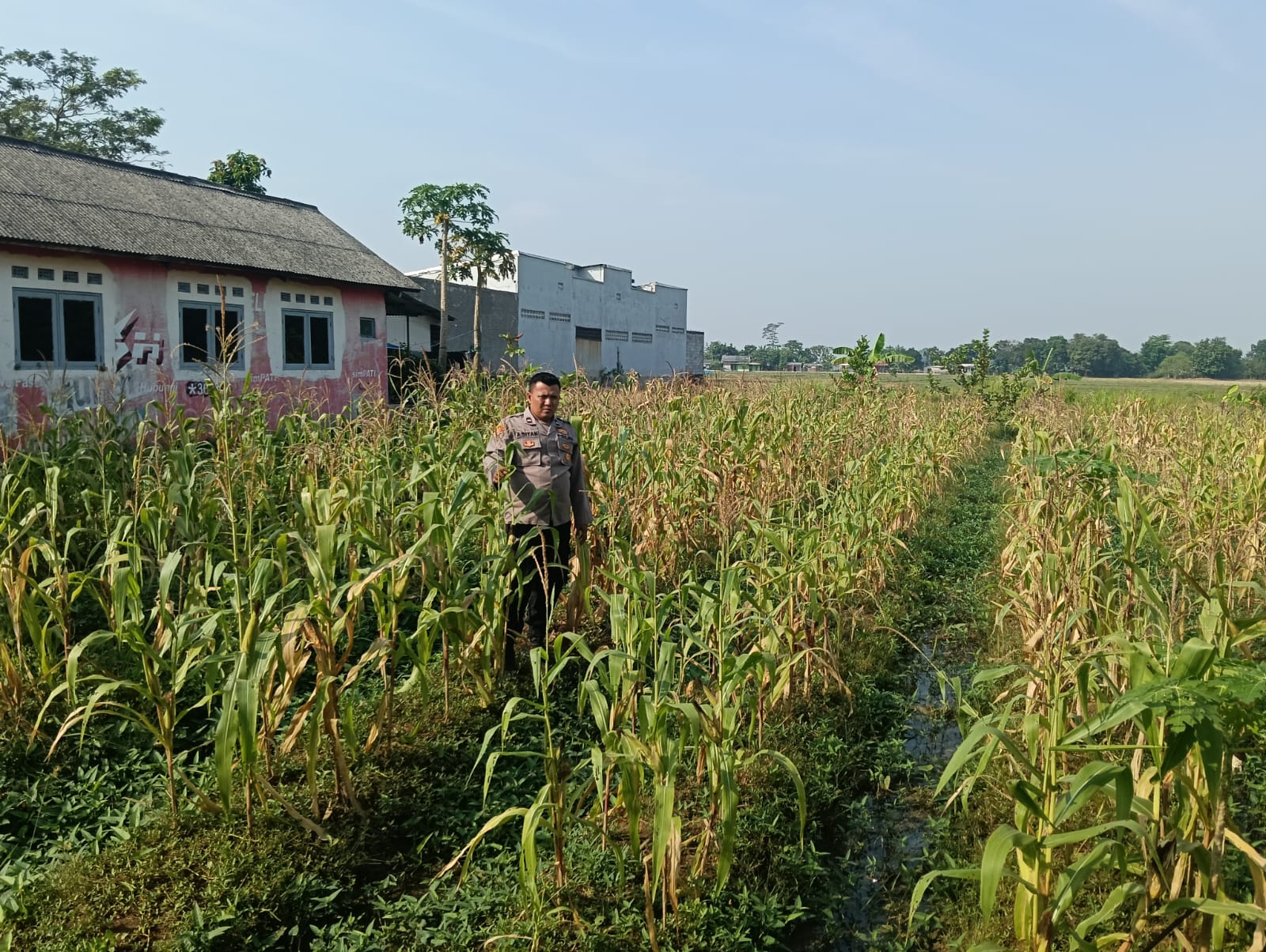 Personil Polsek Telagasari Cek Kondisi Tanaman Jagung Dukung Swasembada Pangan Nasional