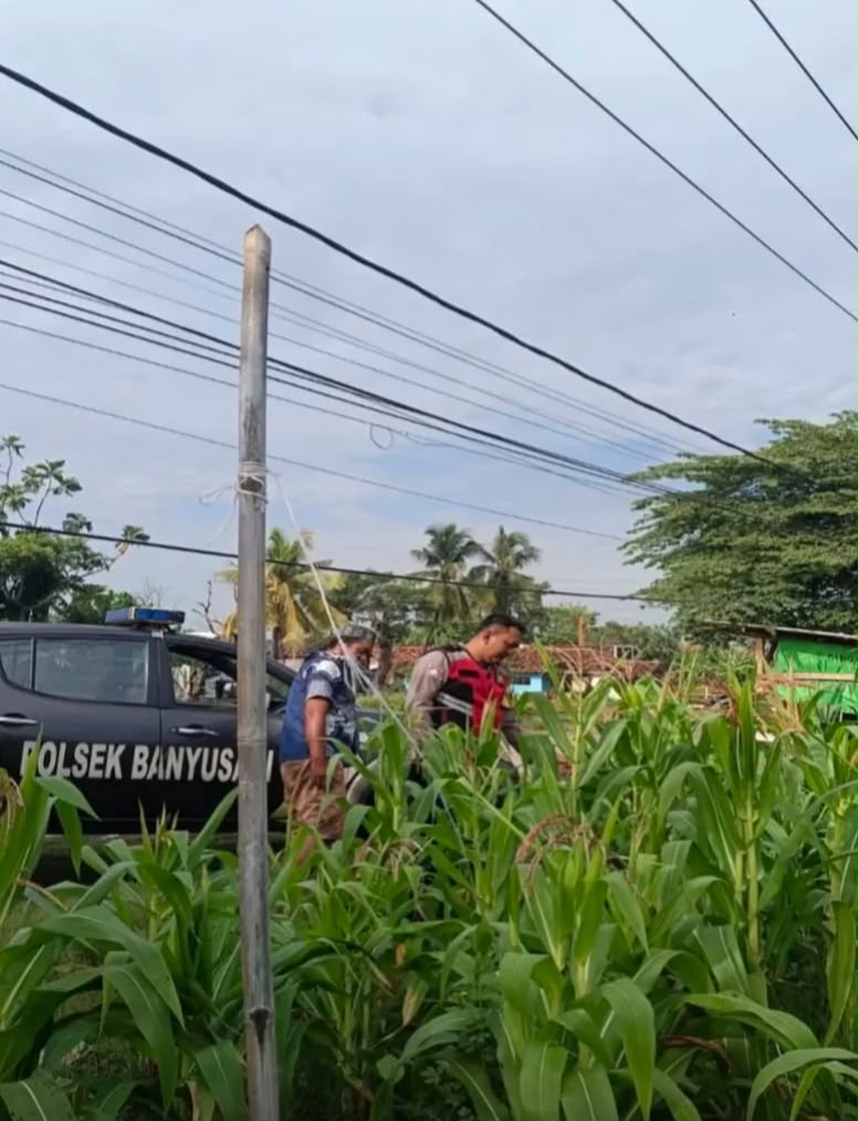 Bhabinkamtibmas Polsek Banyusari Bersama Petani Monitoring Pertumbuhan Tanaman Jagung