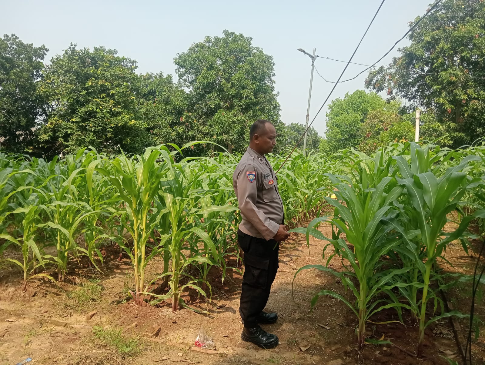Bhabinkamtibmas Polsek Telagasari Lakukan Perawatan Tanaman Jagung Dukung Swasembada Pangan Nasional