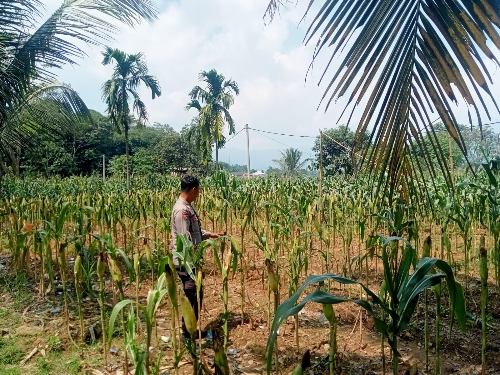 Satlantas Polres Karawang Cek Pertumbuhan Tanaman Jagung Bersama Petani Penggarap