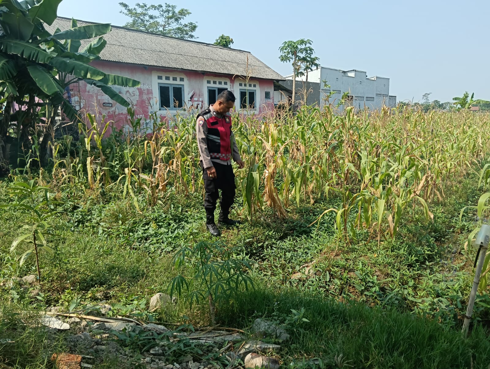 Dalam Rangka Mendukung Swasembada Pangan Nasional, Bhabinkamtibmas Polsek Telagasari Laksanakan Giat Perawatan Tanaman Jagung di Lahan Ketahanan Pangan Polsek Telagasari