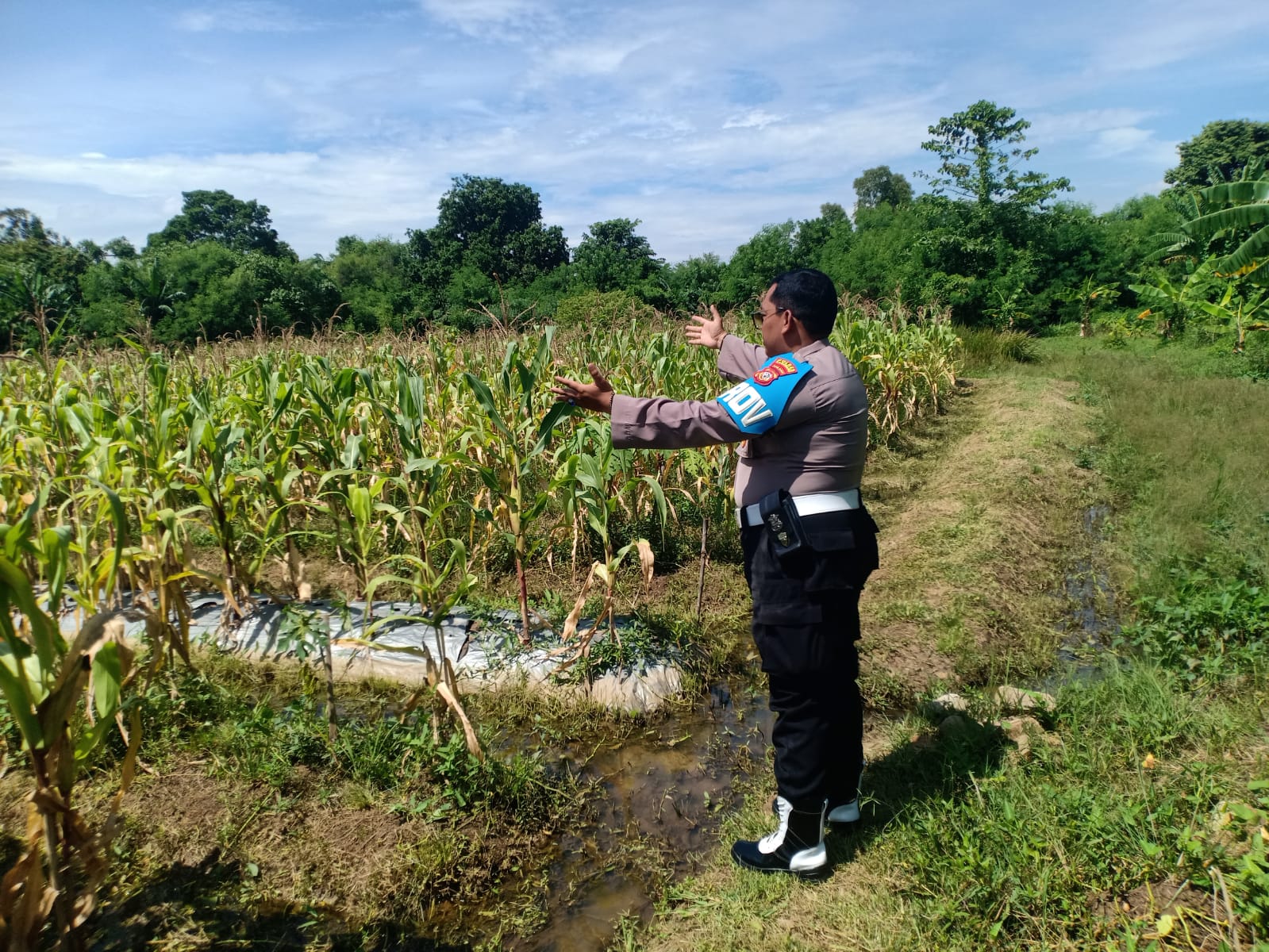 Personel Polsek Telagasari Laksanakan Kontrol Rutin Tanaman Jagung, Dukung Swasembada Pangan Nasional