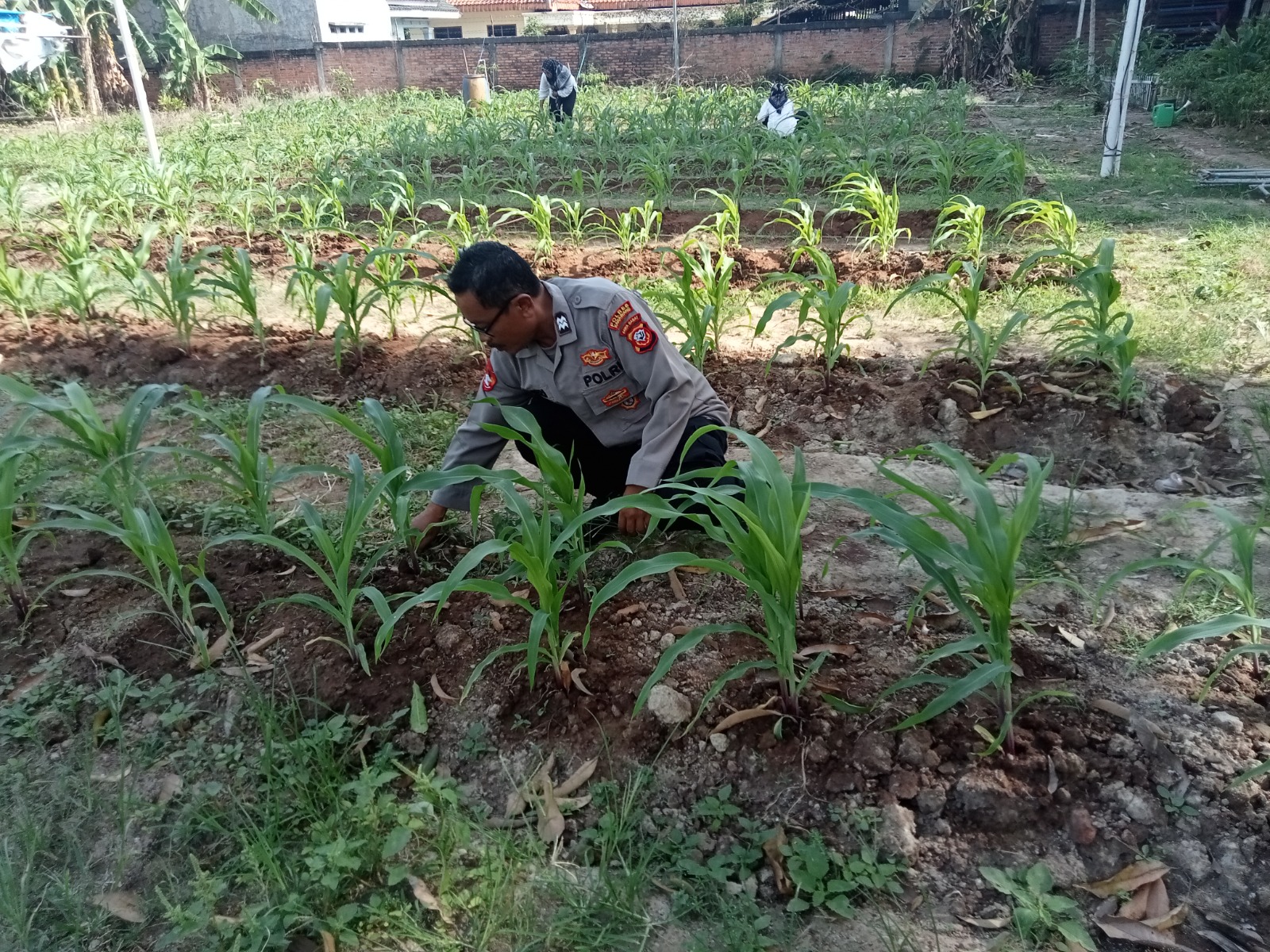 Bhabinkamtibmas Polsek Telagasari Laksanakan Kontrol Rutin Tanaman Jagung, Dukung Swasembada Pangan Nasional