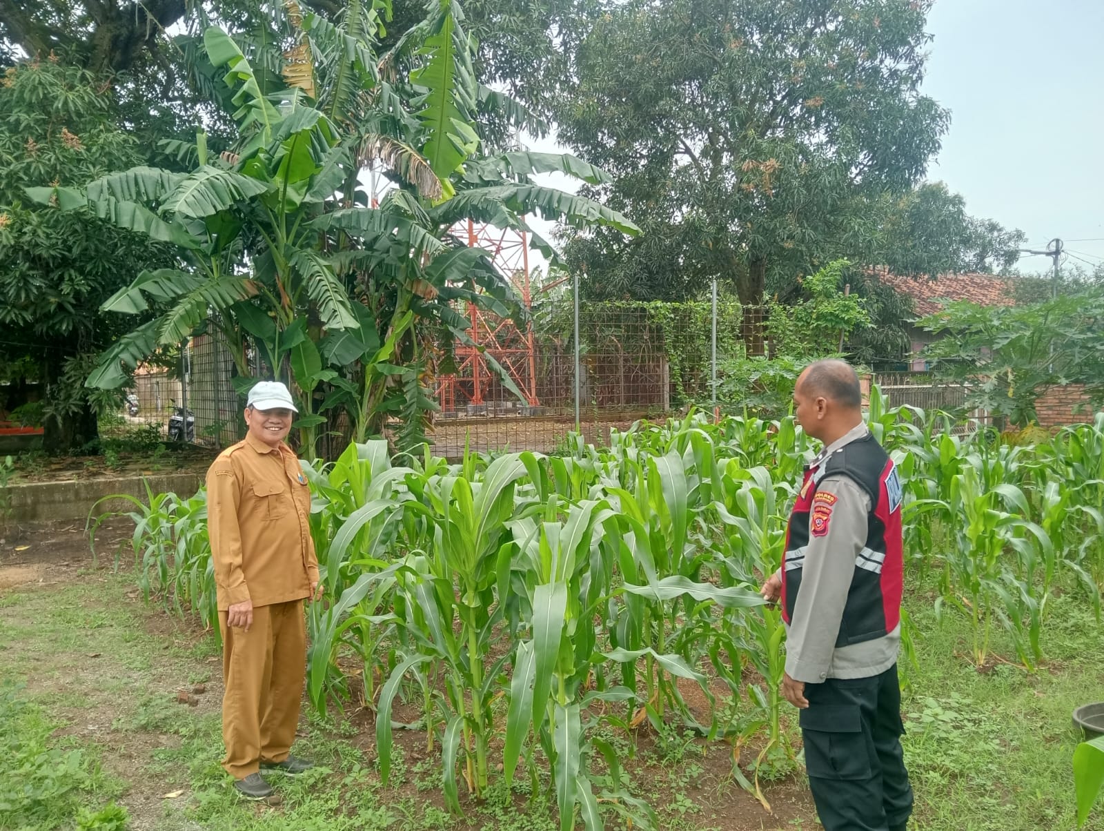 Personil Polsek Telagasari Lakukan Perawatan Tanaman Jagung Dukung Swasembada Pangan Nasional